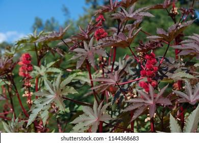 Flower Ricinus Communis In Garden