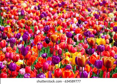 Flower River In Keukenhof Park In Amsterdam Area, Netherlands. Colorful Tulip Flowers Field