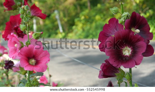 flower
road