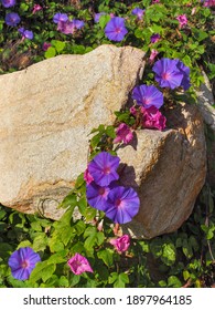 Flower Rock Garden. Colorful Morning Glory Flowers On A Stone. Field Of Deep Purple And Pale Pink, Ipomoea Indica Or Ipomoea Acuminata, Beautiful Blossoms. Climbing Weed Plant, Convolvulaceae Family.