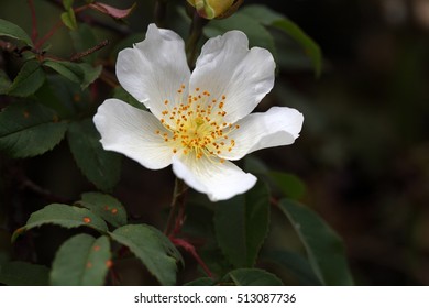 Ethiopian Flower Images Stock Photos Vectors Shutterstock