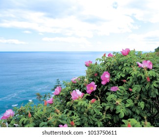 Flower, Rosa Rubiginosa