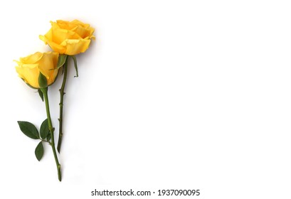 Flower and rose background. Yellow roses composition.  Roses and petals isolate on white background. Valentine day concept. Flat lay, top view, copy space.Roses for card design.