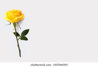 Flower and rose background. yellow roses composition.  Roses and petals isolate on white background. Valentine day concept. Flat lay, top view, copy space for postcard design.