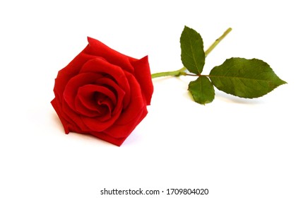 A flower of roses. Isolated on white 