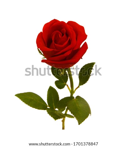 A flower of roses. Isolated on white 