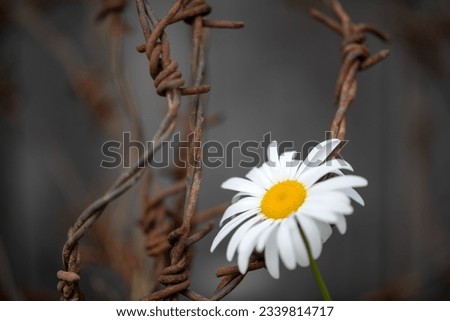 Сhamomile flower and rusty iron wire,  symbol of armistice during war, prison, captivity, salvation and freedom. Рeacе,  hope and love concept.