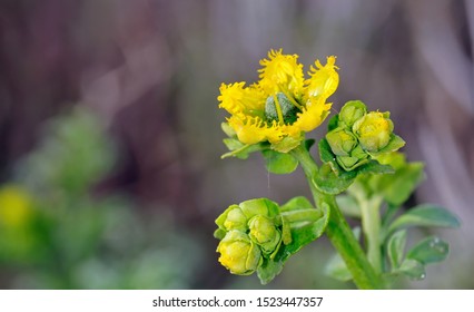 Flower Of Ruta Chalepensis, Crete