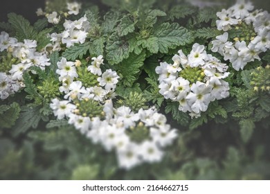 Flower 's Balcony Decor Home Concept, Verbena Verbenas Or Vervains Blooming In Garden