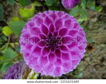 Flower, sacred geometry, flower garden, delicate beauty, matemathics, fibonacci, star, purple, pink, violet, perfect nature, perfection, dahlia
