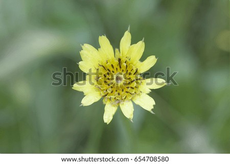 Flower salsify (?ragopogon) closeup