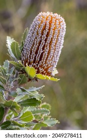 Flower Of The Saw Or Old Man Banksia