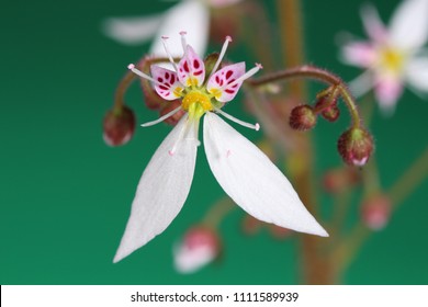 Flower Of Saxifrage