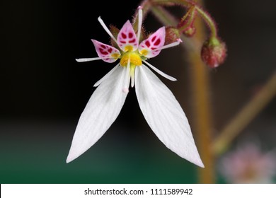 Flower Of Saxifrage