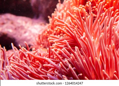 Flower sea living coral and reef color under deep dark water of sea ocean environment. - Shutterstock ID 1264014247