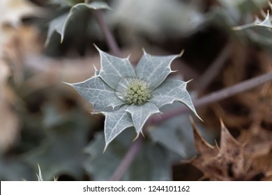 Flower Of A Seaside Eryngo (Eryngium Maritimum)