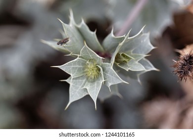 Flower Of A Seaside Eryngo (Eryngium Maritimum)