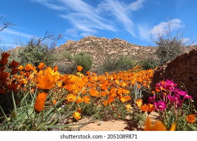 Flower season, blue sky, desert roads. Namaqualand flower season in the Northern Cape region of South Africa.
