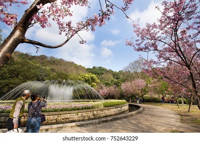 Flower Season Yangmingshan