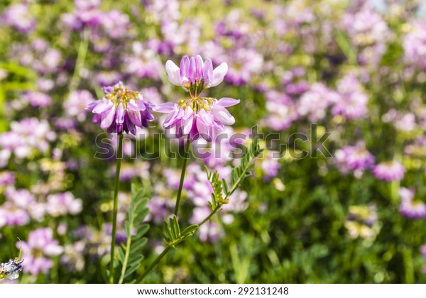 Flower (Securigera\
varia, Coronilla varia, crown vetch, purple crown vetch) blooming\
in the meadows\
