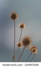 Flower Seed backlight  - Shutterstock ID 1269872506