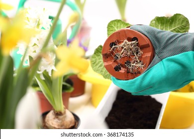 Flower Seedling, Separating The Root System. Roots, Repotting Houseplants.