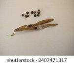 Flower seeds from the Garden Sweet Pea, Lathyrus odoratus