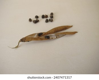 Flower seeds from the Garden Sweet Pea, Lathyrus odoratus