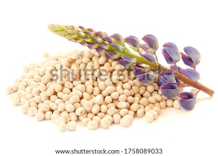 Flower and seeds of lupine on a white background. Lupinus polyphyllus. Lupine inflorescence, leaf and seeds. Seeds and lupine flower isolated on white. Set of seeds, leaves, inflorescences of lupine.