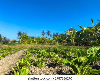 新芽 イラスト の写真素材 画像 写真 Shutterstock