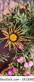 Flower At Select City Walk