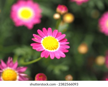 a flower in selective focus 
