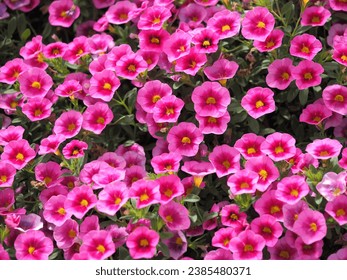 a flower in selective focus