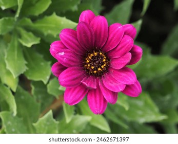 flower in a selective focus 