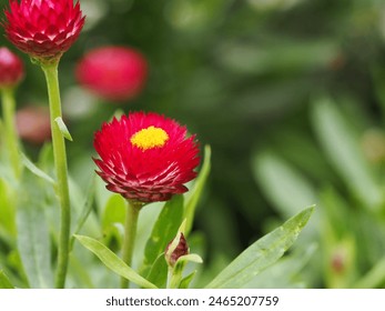 flower in a selective focus 