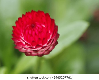 flower in a selective focus 