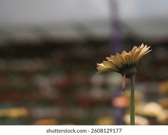 flower in a selective focus 