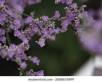 flower in a selective focus 