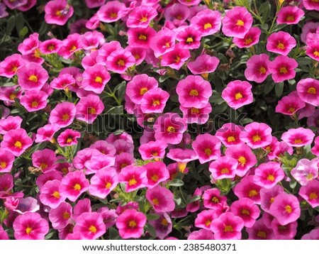 a flower in selective focus