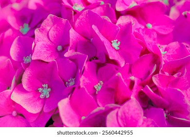 Flower Series : Close up of pink Hydrangea flowers. Detail of hydrangea flower. Macro of Hydrangea. Colorful flower background. - Powered by Shutterstock