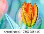 Flower Series : Orange tulip with water drops. Beautiful flower bud with a refreshing blurred background. Close-up of tulip. Fresh flower in winter during the flower festival at Chiang Mai.