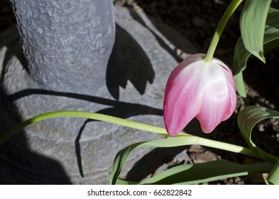 Flower and the shadow 