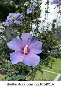 Flower Of Sharon Named Mugunghwa