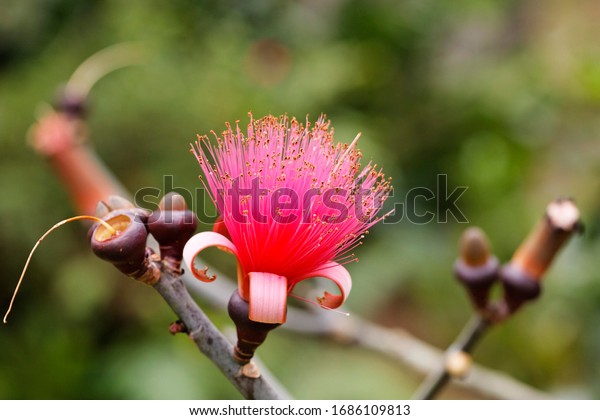 Flower of Shaving Brush Tree (Pseudobombax\
ellipticum), Bombacaceae, Costa\
Rica