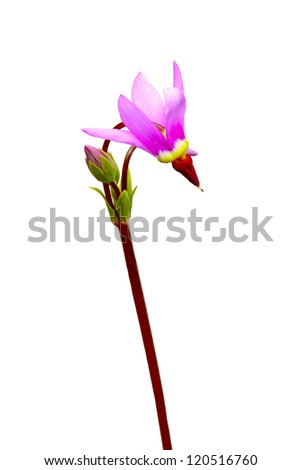 Flower of Shooting star (Dodecatheon). Isolated on white. Isolated with clipping path. Adobe RGB