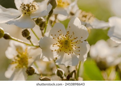 A flower of a shrub from the rose family (sp.).Sunny spring day in a city park in an explosion of flowers.