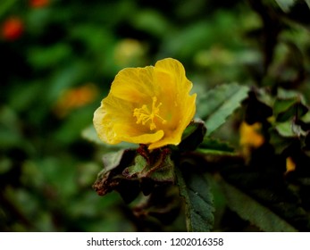 Flower Of Sida, Cuban Jute,Queensland-hemp, Indian Hemp, Plant Of Malvaceae