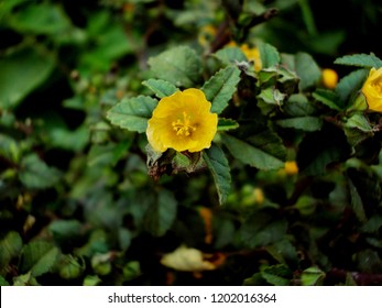 Flower Of Sida, Cuban Jute,Queensland-hemp, Indian Hemp, Plant Of Malvaceae