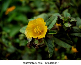 Flower Of Sida, Cuban Jute,Queensland-hemp, Indian Hemp, Plant Of Malvaceae