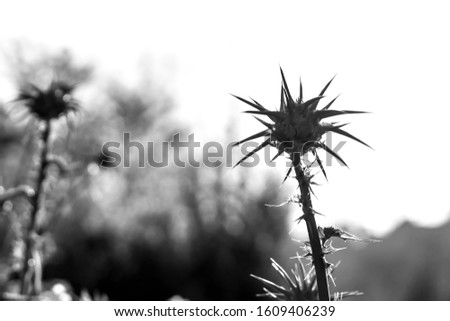Flower of Silybum marianum, in summer bloom. Black and white silhouette